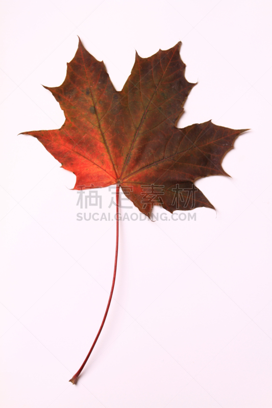 红花槭,垂直画幅,褐色,纹理效果,无人,生物学,特写,植物细胞,彩色图片,大特写
