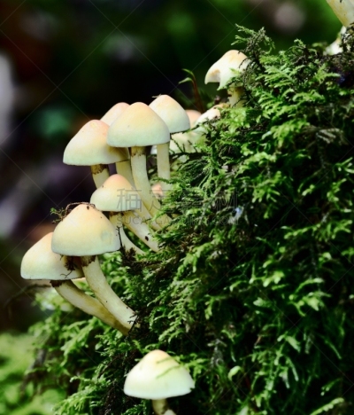 秋天,真菌,垂直画幅,小的,生物,无人,子结构,嫩枝,真菌学,巨大的