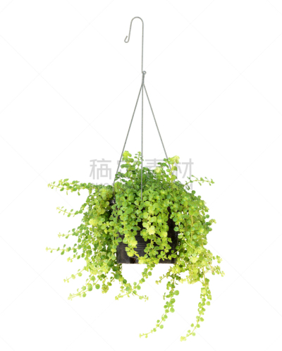 手提篮,植物,分离着色,白色背景,衣架,垂直画幅,无人,夏天,篮子,室内植物
