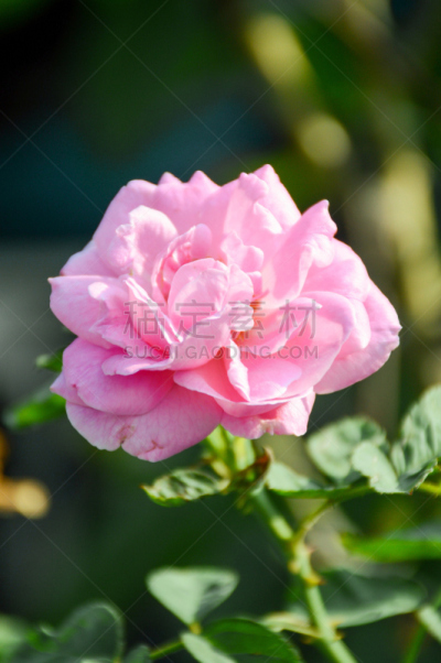 大马士革玫瑰,粉色,自然,垂直画幅,无人,玫瑰,户外,自然美,花坛,清新