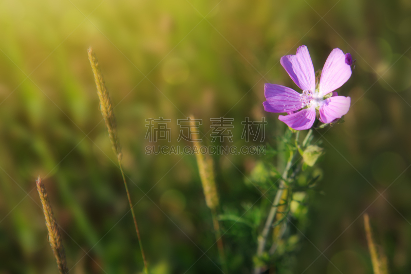 锦葵属,野生植物,分离着色,水平画幅,无人,夏天,草,特写,植物,园艺