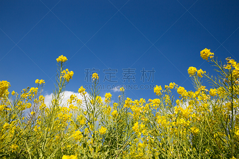 日本,田地,油菜花,自然,水平画幅,山,可爱的,无人,户外,农作物
