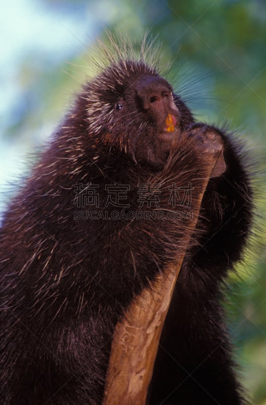 北美豪猪,自然,垂直画幅,哺乳纲,褐色,野生动物,鬃,动物,黑色,啮齿目