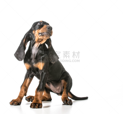 小狗,可爱的,猎熊犬,浣熊,宁静,水平画幅,家畜,无人,白色背景,背景分离