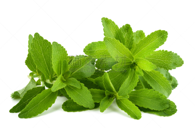 甜叶菊,甜菊,后备运动员,自然,水平画幅,绿色,嫩枝,白色背景,背景分离,营养品