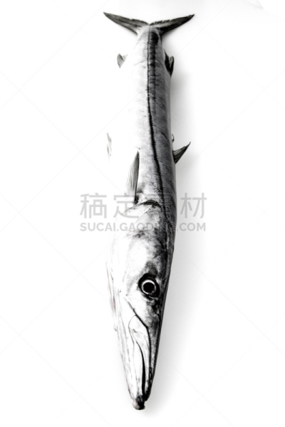 黑白图片,梭鱼类,垂直画幅,大梭鱼,白色背景,动物身体部位,pectoral fin,背鳍,背景分离,动物鳍