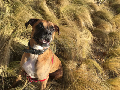 草,狗,血红扇头蜱,牛头獒,兰伯格犬,圣伯纳犬,狗狗障碍赛,北京犬,梯牧草,灰猎犬