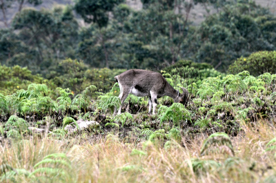 喀拉拉邦,印度,慕那尔,顶部,山,野山羊,褐色,水平画幅,nilgiri tahr,野生动物保护