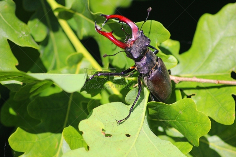 自然界,水平画幅,无人,甲虫,2015年,雄性动物,特写,昆虫,鹿角锹虫,橡树