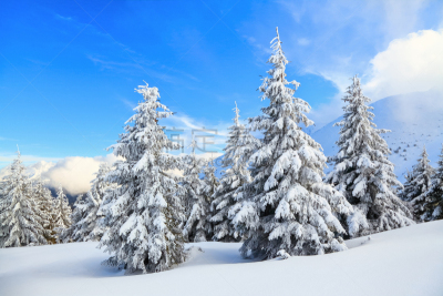 雪,冬天,山,日光,森林,背景,在下面,自然美,酷,站