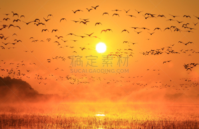 早晨,izunuma,水,天空,水平画幅,无人,鸟类,野外动物,沼泽,户外