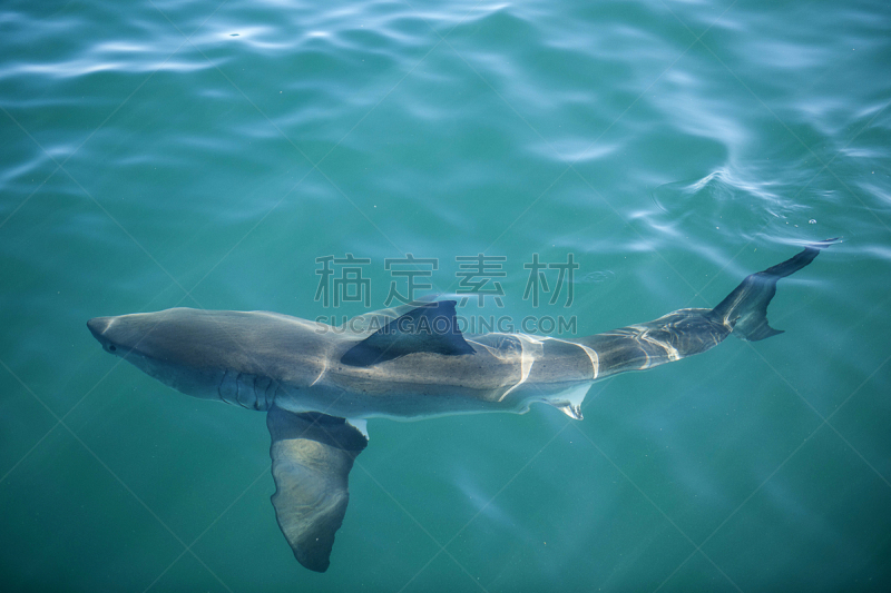 大白鲨,鲨鱼,自然,非凡的,海洋生命,图像,海洋,野外动物,海鱼,水平画幅