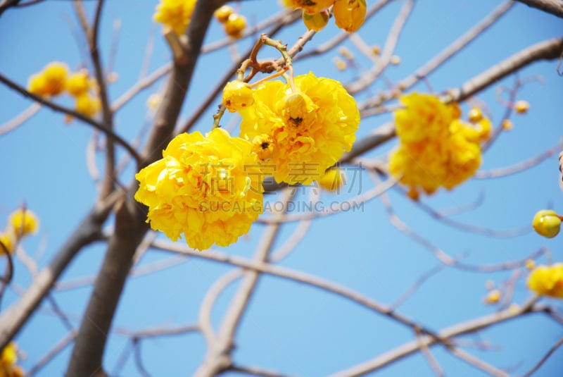 黄色,金色,斑叶钟花树,宽吻凯门鳄,潘塔纳尔湿地,短吻鳄属,自然,宁静,水平画幅,无人