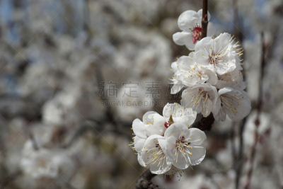 杏,特写,白色,枝,春天,白昼,春湾,研磨器,柔焦,雄蕊