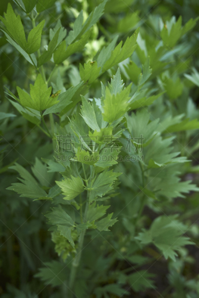 植物,垂直画幅,无人,拉维纪草植物,夏天,户外,特写,荷兰,多年生植物,植物学