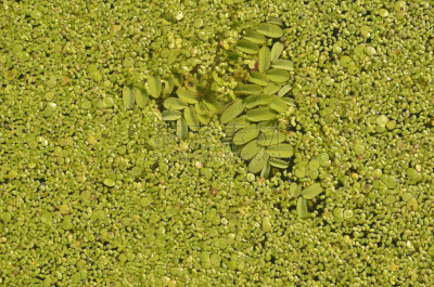 浮萍,叶子,背景,水,美,水生植物,水平画幅,纹理效果,枝繁叶茂,不明确的地点