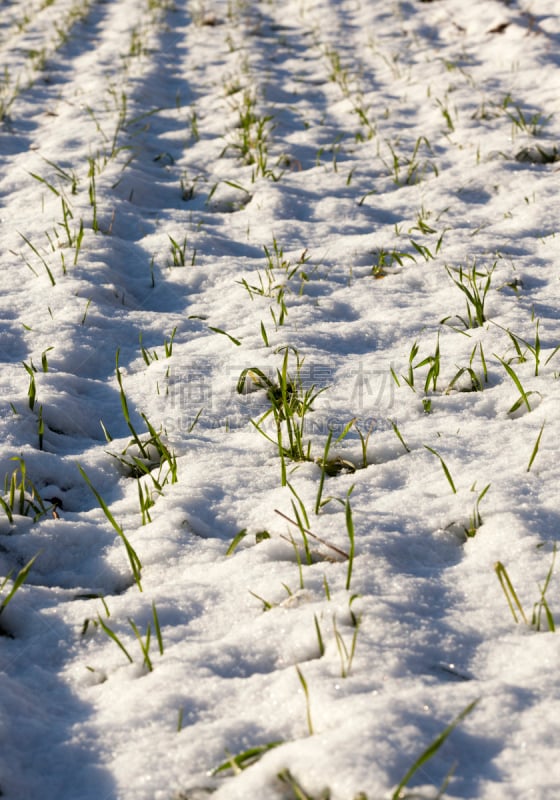 秧苗,清新,幼小动物,垂直画幅,风,暴风雨,温度,雪,无人,泥土