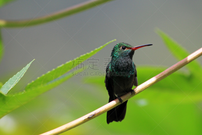 开叉尾翠绿色蜂鸟,蜂鸟,尼加拉瓜,枝,祖母绿,圣伯纳犬,blue chinned sapphire hummingbird,翠绿色蜂鸟,红褐色尾蜂鸟,红褐色蜂鸟