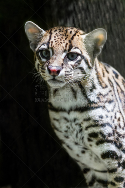 南美洲虎猫,野猫,踮着脚尖,垂直画幅,野生猫科动物,夜晚,爪子,动物身体部位,热带雨林