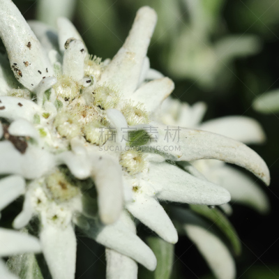 火绒草,白色,环境保护,无人,夏天,花头,大特写,方形画幅,摄影,花