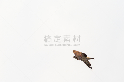 鱼鹰,张开翅膀,天空,食肉鸟,水平画幅,鸟类,动物身体部位,野外动物,夏天,户外