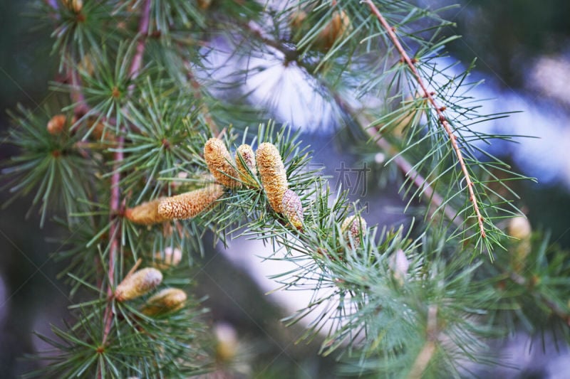 雪松,水平画幅,平塚市,秋天,无人,日本,植物,十二月,松科,神奈川县