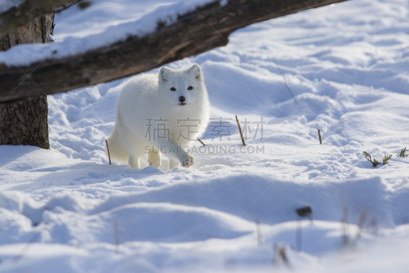 冬天,北极狐,水平画幅,雪,斯堪的纳维亚半岛,厚衣服,人的眼睛,哺乳纲,白色,看