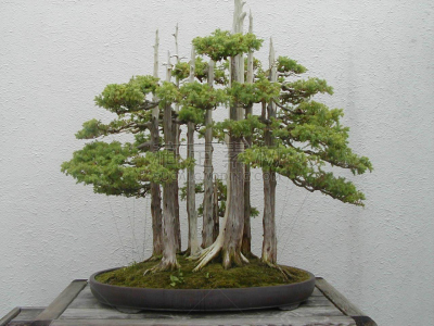 舍伍德森林,盆景,自然,水平画幅,无人,代表,森林,户外,摄影,树