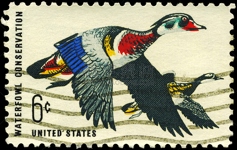 鸭子,野生动物,美国,水平画幅,鸟类,古老的,观鸟,野外动物,邮戳,野鸭