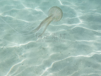 深的,湿,法国,水面,紫水母,自然美,波浪,背景,夏天,水下