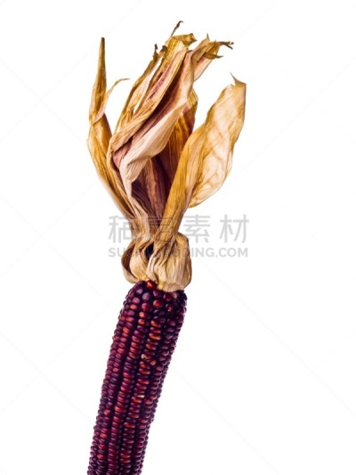 干的,玉米,印第安玉米,垂直画幅,秋天,无人,有机食品,装饰物,怪异,华丽的