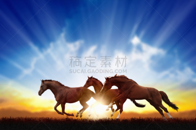 马,马年,马术表演跳,天空,水平画幅,野外动物,户外,自由,明亮,哺乳纲