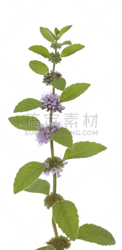 绿薄荷,垂直画幅,绿色,无人,全景,白色背景,野生植物,仅一朵花,野花,草本
