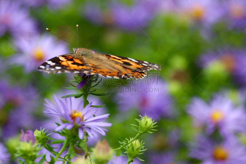 Painted Lady Butterfly Balancing on Flower