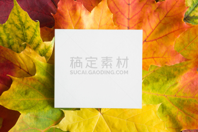 贺卡,秋天,明信片,空的,空白的,枫叶,文字,接力赛,清新,节日