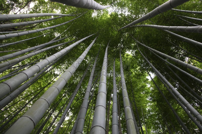 竹林,巨竹,岚山,京都府,水平画幅,无人,透视图,户外,京都市,植物