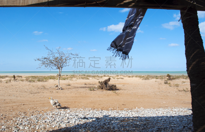 egyptian vulture,索科特拉岛,海滩,围巾,岛,平衡折角灯,名声,一只动物,树,挥手