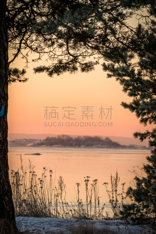 早晨,冬天,光,地形,海洋,粉色,松树,风景,垂直画幅,水