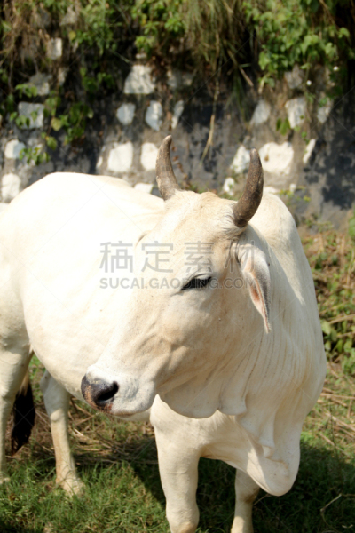 白色,母牛,恩古尼牛,小牛,家牛,有角的,牛,垂直画幅,枝繁叶茂,无人