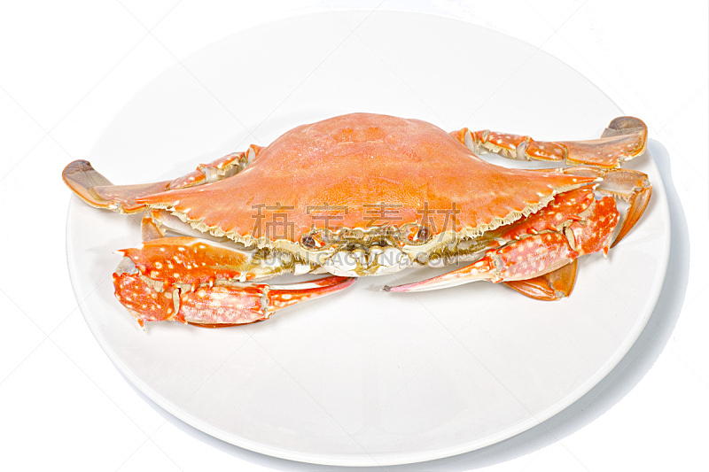 白色,蒸菜,盘子,三疣梭子蟹,分离着色,白色背景,正面视角,煮食,水平画幅,巨大的
