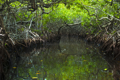 红树林,海峡隧道,美国红树,含盐盆地,荷兰加勒比海,波耐尔,红树,红树林生境,簇叶从生的,沼泽
