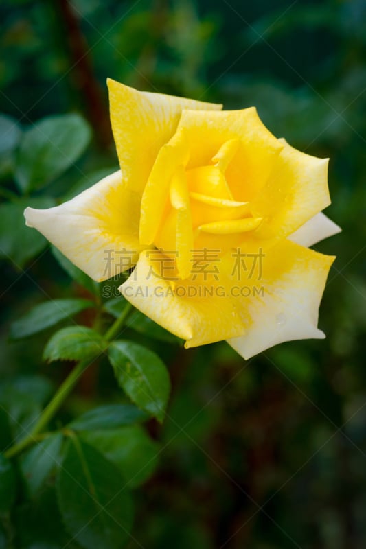 Yellow rose close up