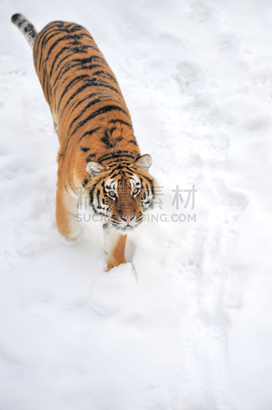 虎,苏门答腊虎,自然,垂直画幅,野生动物,猫科动物,动物身体部位,野外动物,哺乳纲,冬天