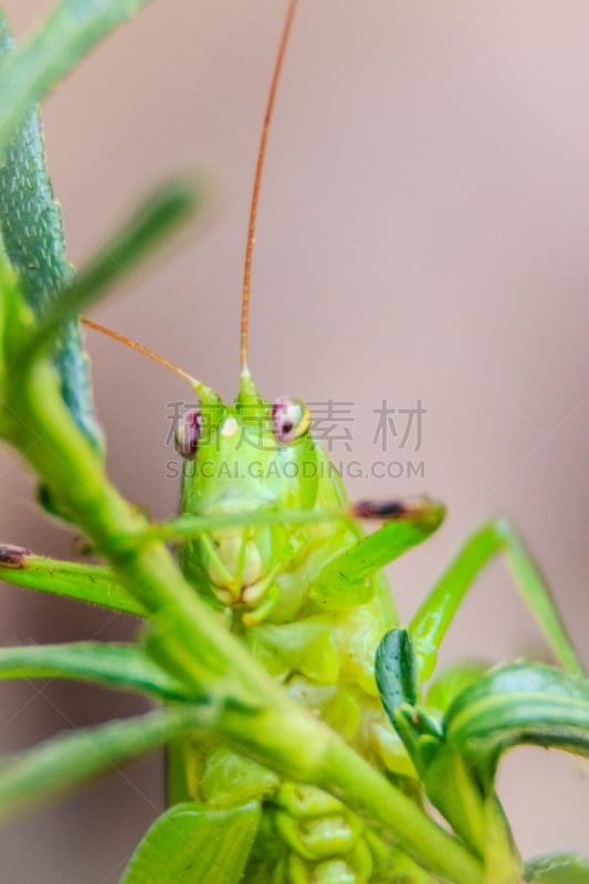 叶蝉,叶子,蚱蜢,长的,有角的,绿色背景,绿色,可爱的,垂直画幅,直翅目