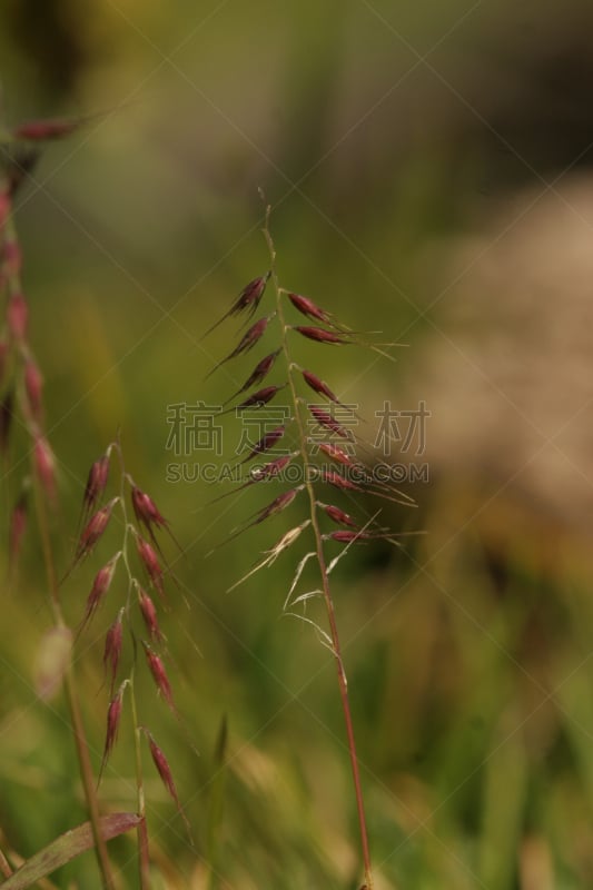 种子,草,无人迹,垂直画幅,红色,草类,无人,紫色,熟的,摄影