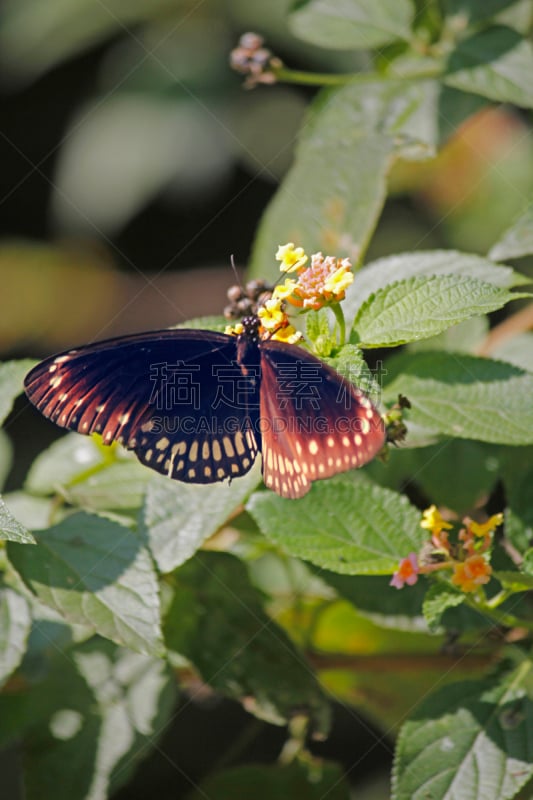 鹭管鱼,亚洲,自然,australian crow butterfly,季节,垂直画幅,野生动物,图像,鳞翅类,旗舰蝶