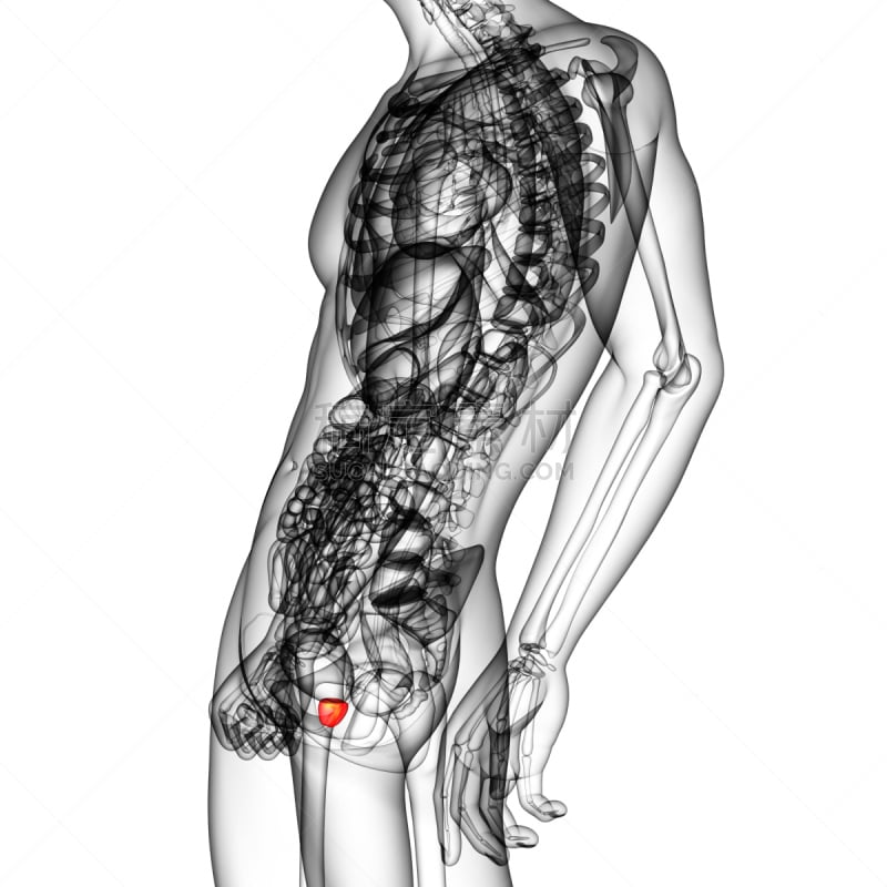 前列腺,人类腺体,健康保健,三维图形,插画,小泡,尿道,膀胱,2015年