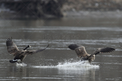 加拿大黑雁,瘦弱,岩石,水,食肉鸟,水平画幅,鸟类,动物身体部位,野外动物,户外