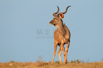 羚羊,角羚,大种角羚,天空,机敏,水平画幅,无人,食草动物,野外动物,户外
