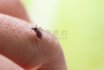 蚊子,黄热病,皮肤,大特写,七弦琴,标记,吸血动物,胸腔,出示